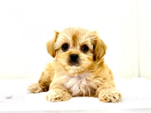 MIXトイプードル×ペキニーズ911