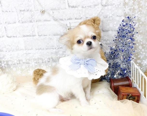 チワワ(ロングコート)