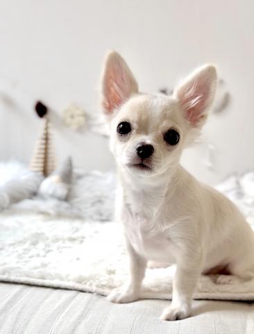 チワワ(ロングコート)