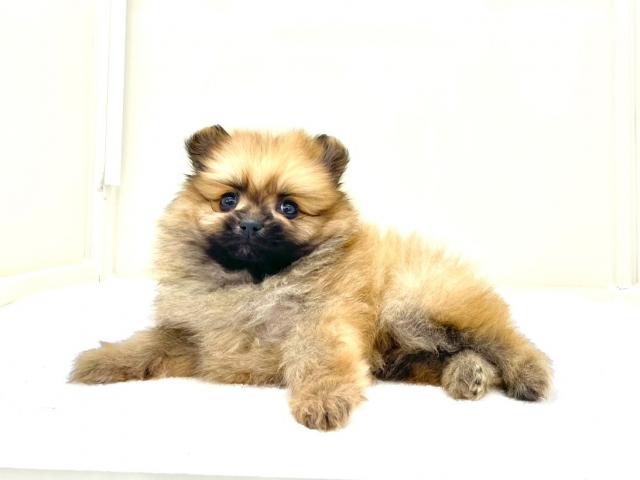 ポメラニアン818