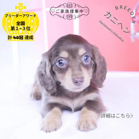 カニヘンダックスフンド ロング