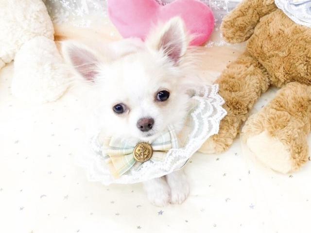 チワワ(ロングコート)