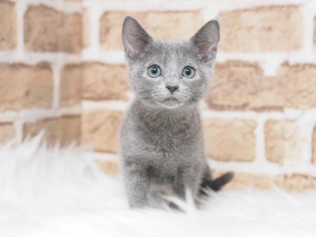 ロシアンブルー