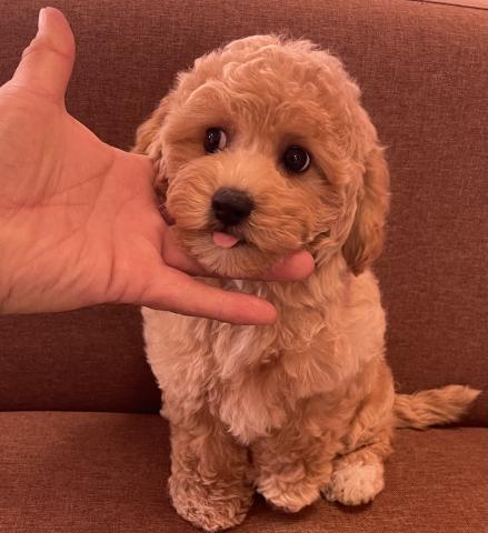 MIXクリスマス特価の子🉐 💕ビションプーmix犬💕ふわモコな可愛い子💕素敵な飼い主さん募集中💕