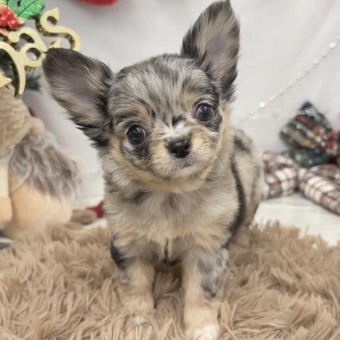 チワワ（ロングコート）