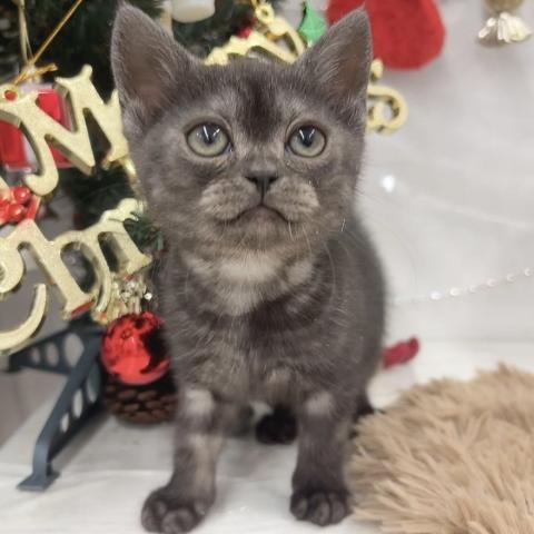 アメリカンショートヘアー