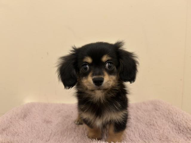 MIX(父ロングチワワ×母カニンヘンダックス)