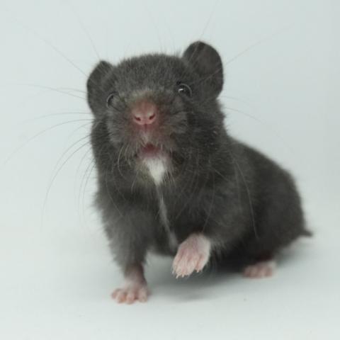 シリアンハムスター(ブラック・ホワイトマーク)