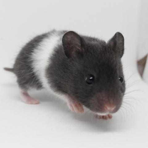 シリアンハムスター(ブラックバンデット)