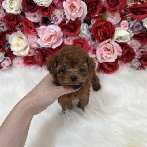 トイプードルティーカッププードル