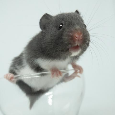 シリアンハムスター(ブラックバンデット)