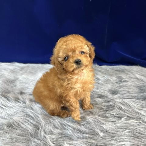 トイプードルティーカッププードル