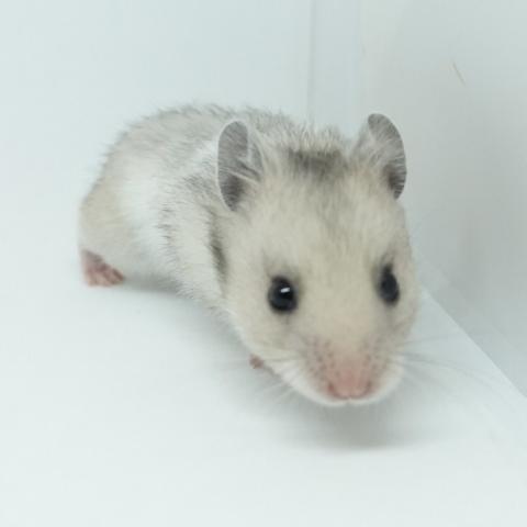 シリアンハムスター(シルバーグレーバンデット)