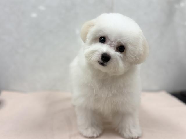 ビションフリーゼ