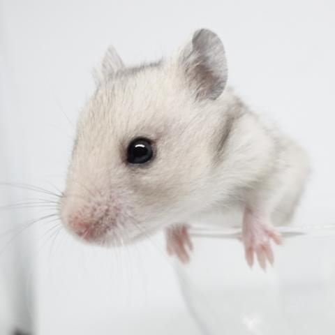 シリアンハムスター（ライトシルバーバンデット)