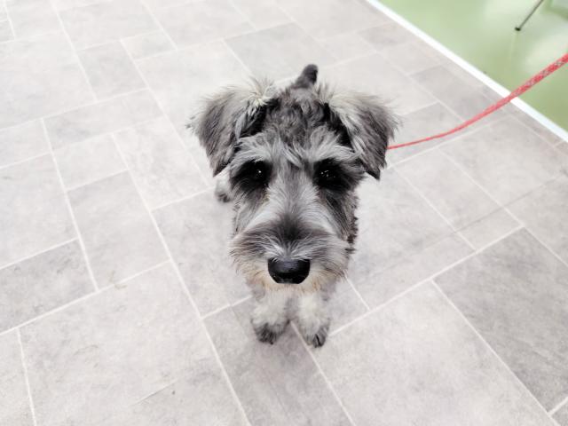 ミニチュアシュナウザー