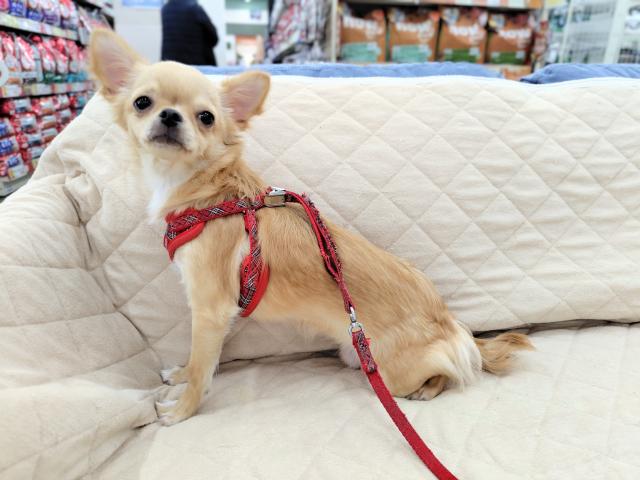 チワワ（ロングコート）