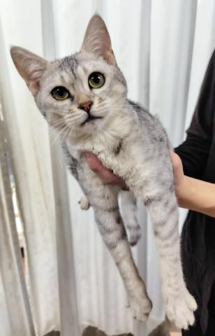 エジプシャンマウ