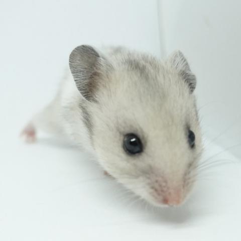 シリアンハムスター（シルバーパールバンデット)