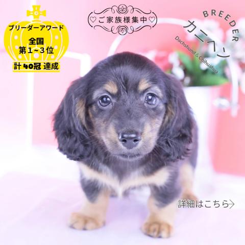 カニヘンダックスフンド　ロング