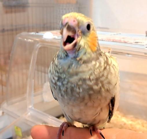 ⭐期間限定特別価格　オカメインコ　パール　