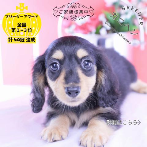 カニヘンダックスフンド ロング