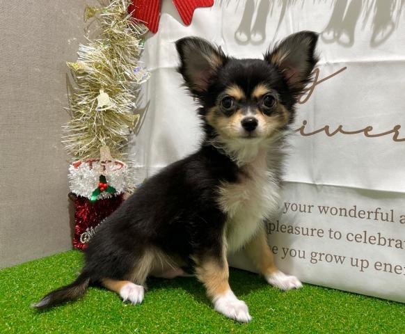 チワワ(ロングコート)