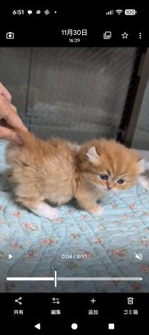 希少な子猫です。