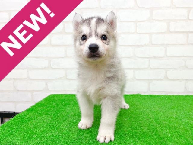 シベリアンハスキー