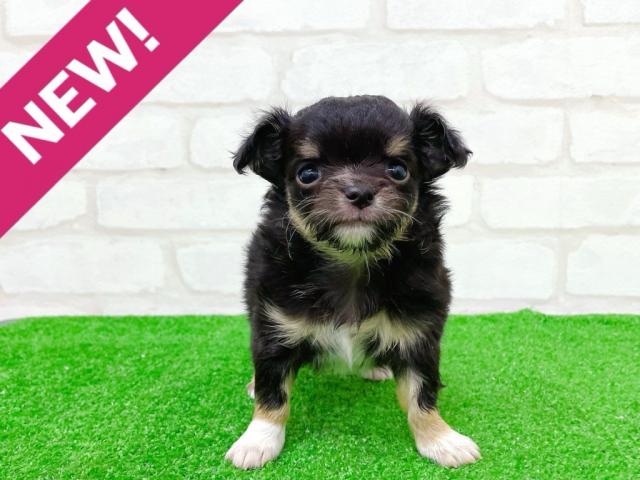 チワワ（ロングコート）