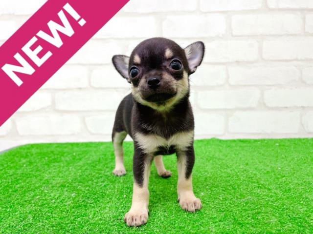 チワワ（スムースコート）