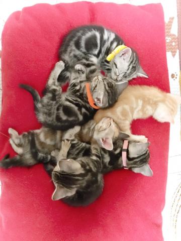 アメショー&スコ専門🍀Small cure place