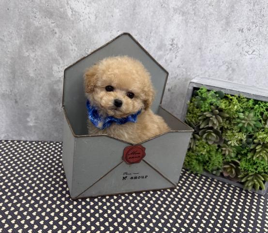 トイプードル成犬時1.5〜1.9kg予想