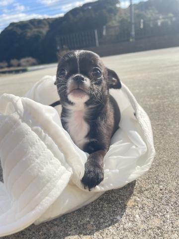 チワワ(スムースコート)