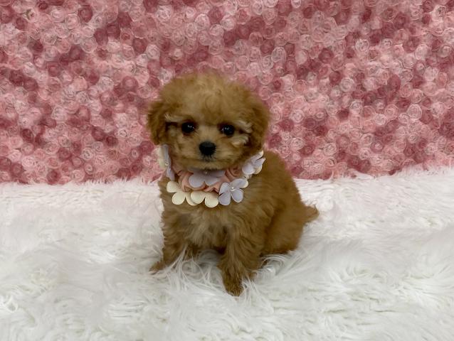 トイプードル成犬時1.5〜1.9kg予想