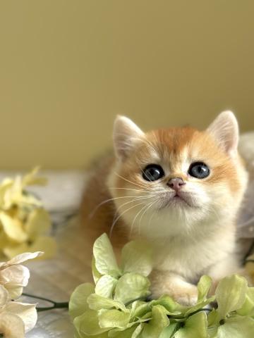 ブリティッシュショートヘア
