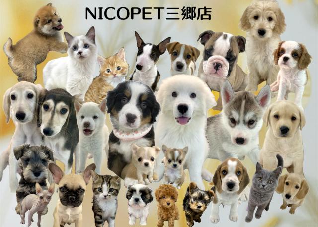 NICO PET三郷店