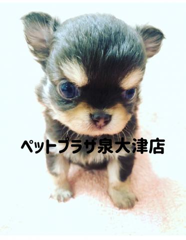 コーナン ペットプラザ 泉大津店