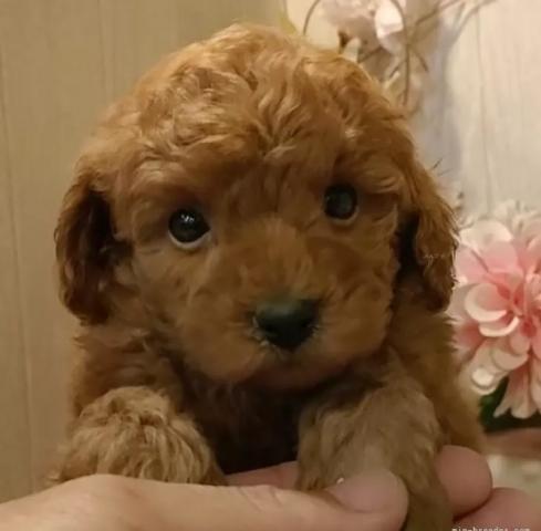ティーカッププードル