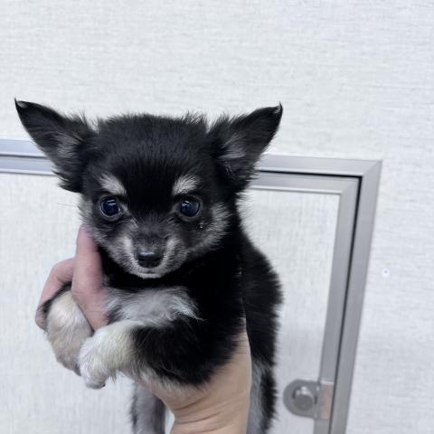 チワワ（ロングコート）