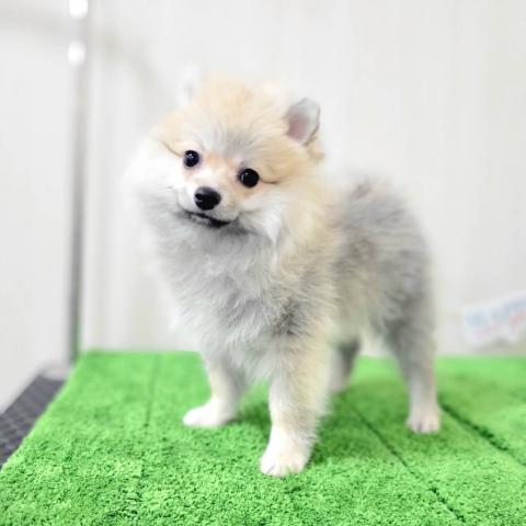 ポメラニアン