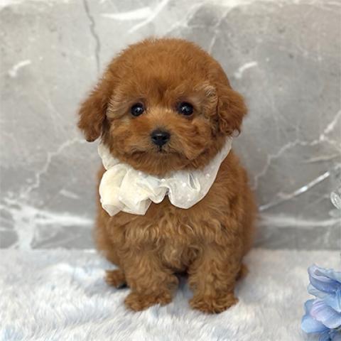 トイプードルタイニープードル