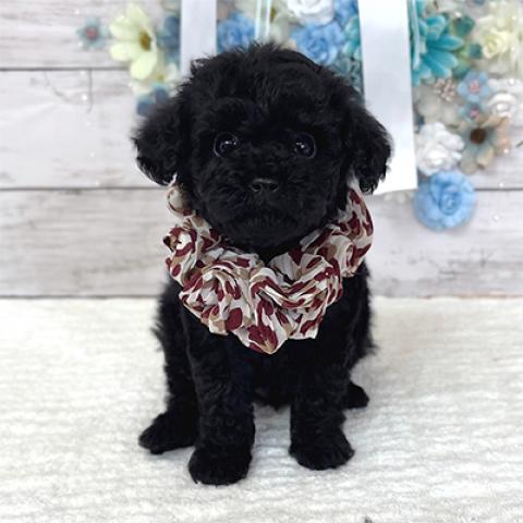 トイプードルタイニープードル