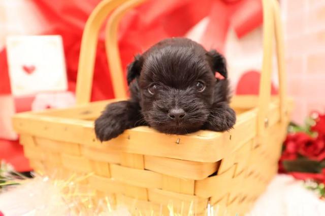 MIX🐶ポメプー（ポメラニアン×トイプードル）　★表示価格は生体価格、ワクチン、マイクロチップ、生命、先天性病気保障、安心パックなど諸費用全部含むの総額です！ ★ご来店お待ちしております。