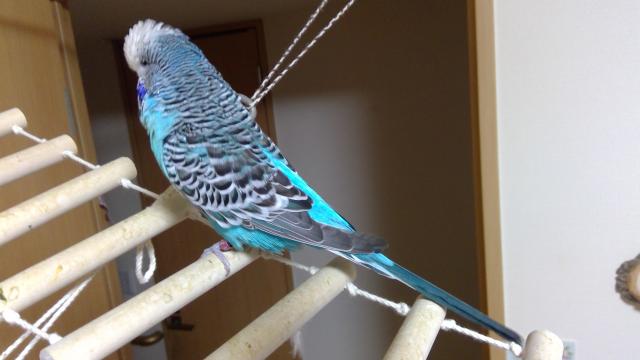 インコの里　青い小鳥