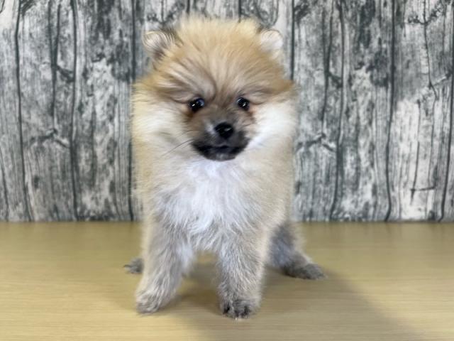 ポメラニアン