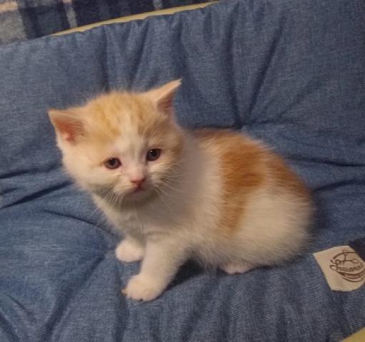 BriSunshine 猫 ケージ 3段 トイレ付き キャットケージ 多頭飼い 耐荷重10kg DIY可能 ハンモック/爪とぎ/はしご付 猫 ケージ  掃除簡単 脱走防止/留守番/保護用 組み立て簡単 頑丈 おしゃれ コンパクト ペット用品 日本語説明書付 