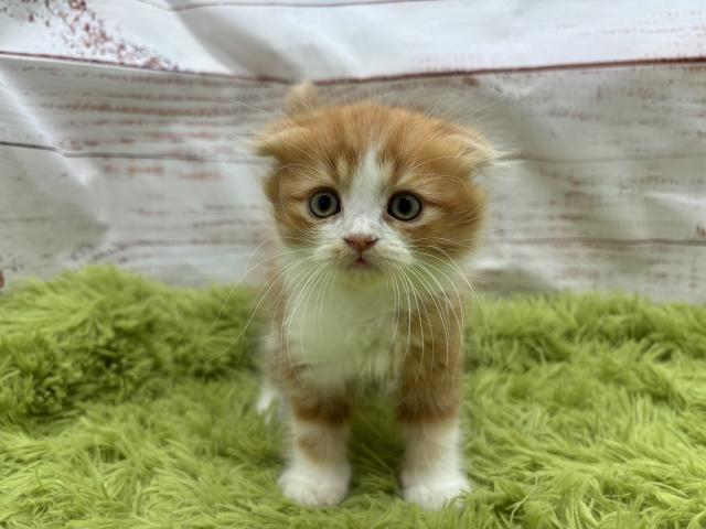 スコティッシュフォールド