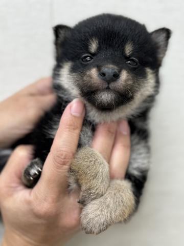 柴犬