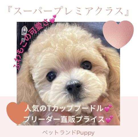 💕ペットランドPuppy💕ブリーダー直販店💕
